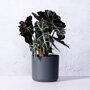 Skeletplant